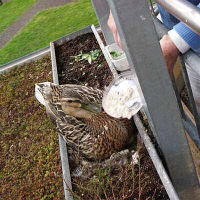 Eine Mieterin vom Betreuten Wohnen des Kurhaus am Park versorgt die Entenmutter